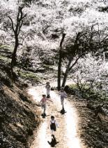 전남 광양 매화마을을 가다