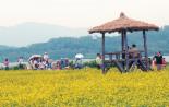 구리한강 유채꽃 축제..온통 노란 물결，봄햇살 꽃인지 나비인지