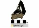 포항서 1300만년전 상어이빨 최대 화석 발견