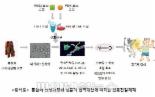 홍삼, 면역담당하는 대식세포 활성화 시켜