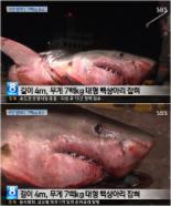 부산 4m 백상아리 잡혀.. 무게 700kg, 경매가는?