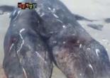 샴쌍둥이 쇠고래 사체, 몸통은 하나인데 꼬리·머리가..