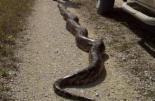 美 플로리다에서 5.5m 왕뱀 잡혀 화제