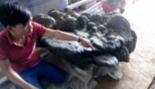 괴물 영지버섯, 무게 220kg 베트남서 발견
