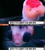 중국 미녀 금붕어 선발대회, 마리당 170만원 ‘예쁜 물고기’ 뽑는 이색대회 화제