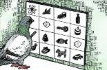 비둘기의 학습법, 조류도 사람처럼 학습 가능하다 ‘생각보다 똑똑해’