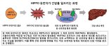 서울아산병원, 특정유전자가 간암 발생시키는 과정 밝혀