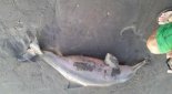 "인간 욕심에.." 셀카찍다 버려진 아기 돌고래의 죽음