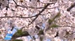 아름다운 서울길, 3월 꽃 축제는? ‘영등포 축제-광양 매화축제’ 등