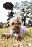 당근마켓 유저들은 '강아지·고양이'에 꽂혔다