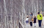곤지암 화담숲, 12일부터 보름간 ‘자작나무 축제’