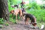 사냥개 6마리에 전신 물어 뜯길때···“견주는 보고만 있었다” 靑청원