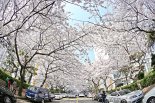봄 성큼…부산 빵천동·벚꽃길로 오이소