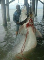 "사람 잡아 먹을 듯" 무게 600kg 괴물 철갑상어 이란서 포획