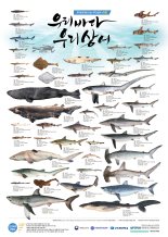 김진구 부경대 교수 '우리바다 우리상어' 포스터 발간