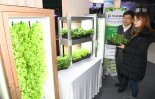 LED 스마트 온실서 자라는 채소