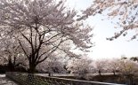 파주시 ‘숨어있는 벚꽃동산’ 워라벨 만끽
