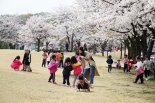 안양시 안양충훈벚꽃축제 7일 개막