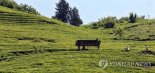 경남 '하동 화개면 전통차 농업'  세계적 농업유산 '우뚝'.. FAO 세계중요농업유산 인증  