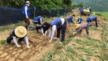 현대차 임직원, 양파수확 일손돕기 구슬땀