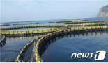 [하반기 달라지는 제도]대기업도 참다랑어·연어 양식 허용