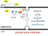 노화 치매의 뇌혈관장벽 조절 타깃 발견