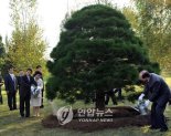 '노무현 소나무'에 봉하마을 물·흙 뿌리며 10·4선언 기념