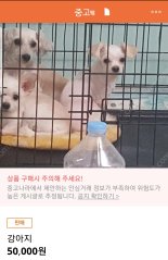'키우던 개 팝니다' '강아지 5만원'..생명 팔고 사는 온라인 중고거래