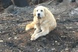 산불서 살아남은 개, 잿더미 된 집앞에서 주인 기다려 재회