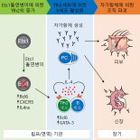 자신을 공격하는 면역질환 ‘루푸스’ 발병 원인 찾았다