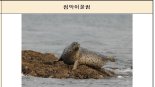 '점박이물범' 일부, 백령도 반복해 찾는다