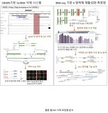 여성의 두 번째 X 염색체 조절과정 규명