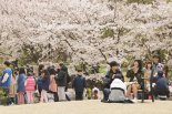 [포토뉴스] 의왕시청 벚꽃축제