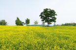 한국도자재단, 곤지암도자공원 '참나무 유채꽃밭' 개장