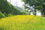 [포토뉴스] 의왕 꽃길공원 유채꽃 만발