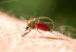 말라리아 모기만 죽이는 신경독소 발견