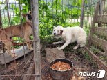 개·고양이 등 학대해 죽이면 오늘부터 최고 징역 3년…“전과자 된다”