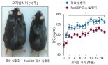 우리 몸속 살찌는 단백질을 찾아냈다… 비만·당뇨 막는 신약 개발에 한걸음