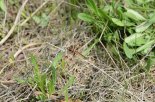 인천대공원 멸종위기종 대모잠자리·쌍꼬리부전나비 확인