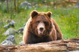 美 사냥꾼 3명, 회색곰 공격에 속수무책 부상.. ‘충격’