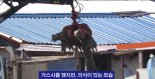 동물단체 "아프리카 돼지열병 생매장 살처분 중단하라"