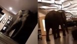 "네가 왜 거기서 나와".. 호텔 복도서 마주친 코끼리의 정체는? [영상]
