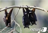 '코로나 숙주' 박쥐·천산갑, 수입 제한 강화한다