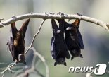 美 연구팀 "중국관박쥐 코로나19 숙주 가능성 높다"