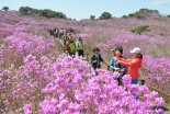 달성군, 제24회 비슬산 참꽃문화제행사 전면 취소