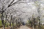 인천 중구, 영종국제도시 유수지공원 벚꽃길 폐쇄