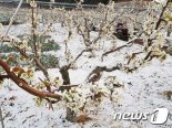 개화기 한창인데 이상저온 덮쳐… 웃음꽃 사라진 과수농가