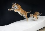 자연사한 시베리아 호랑이, 서울대공원서 박제로 복원