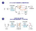 가시광선 쪼여 약물 골격 만든다