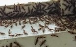 베트남 디프테리아 이어 이번에는 화상벌레 공포